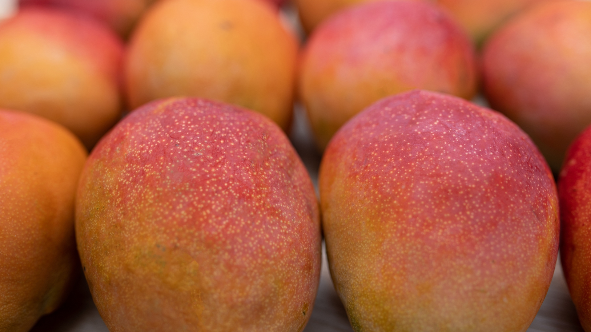 Mango de exportación